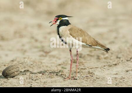 Pluvier à tête noire (Vanellus tectus) adulte mâle appelant.Parc national de Bogoria, Kenya Banque D'Images