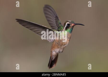 Xantus / colibris de Xantu (Basilinna xantusii - anciennement Hylocharis xantusii) vol masculin, Los Frailes, Baja California sur, Mexique, février Banque D'Images