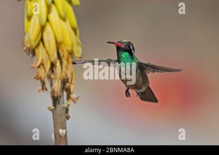 Colibris de Xantus / Xantu (Basilinna xantusii - auparavant Hylocharis xantusii) mâle volant à (Aloe vera) fleur, Los Frailes, Baja California S. Banque D'Images