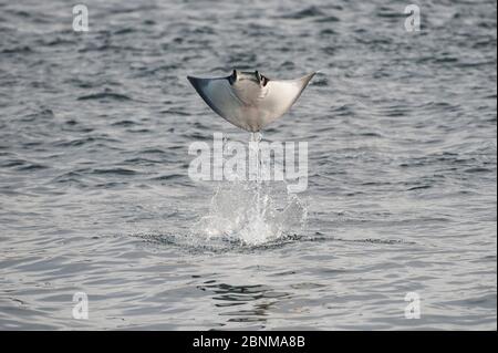 Munky's mobula ray / Devilray (Mobula munkiana) qui s'envole hors de l'eau, Mer de Cortez, Golfe de Californie, Basse-Californie, Mexique, avril Banque D'Images