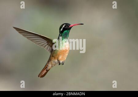 Xantus / colibris de Xantu (Basilinna xantusii - anciennement Hylocharis xantusii) vol masculin, Los Frailes, Baja California sur, Mexique, septembre Banque D'Images