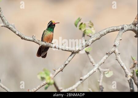 Xantus / colibri de Xantu (Basilinna xantusii - auparavant Hylocharis xantusii) mâle avec pollen sur la tête, Los Frailes, Baja California sur, Mexique Banque D'Images