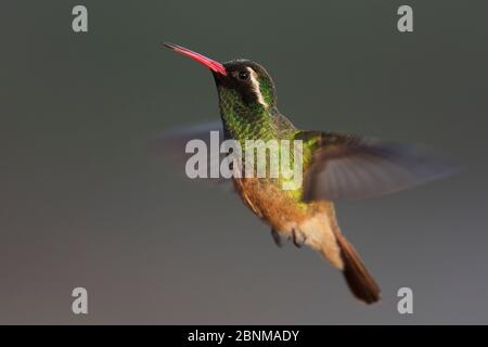 Xantus / colibris de Xantu (Basilinna xantusii - anciennement Hylocharis xantusii) vol masculin, Los Frailes, Baja California sur, Mexique, septembre Banque D'Images