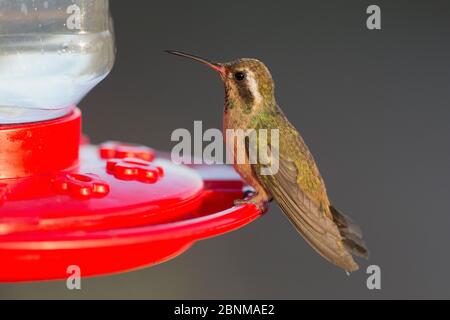 Xantus / colibris de Xantu (Basilinna xantusii - auparavant Hylocharis xantusii) mâle à Feeder, Los Frailes, Baja California sur, Mexique, Septembe Banque D'Images