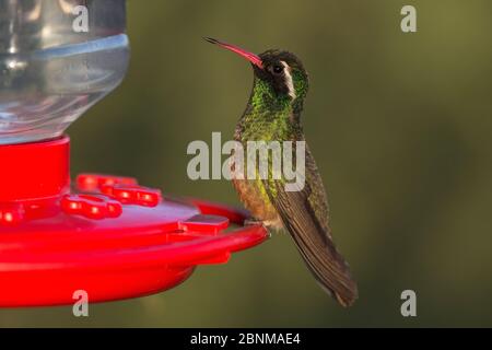 Xantus / colibris de Xantu (Basilinna xantusii - auparavant Hylocharis xantusii) mâle à Feeder, Los Frailes, Baja California sur, Mexique, Septembe Banque D'Images