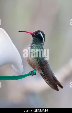 Xantus / colibris de Xantu (Basilinna xantusii - auparavant Hylocharis xantusii) mâle à Feeder, Los Frailes, Baja California sur, Mexique, Septembe Banque D'Images