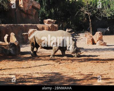 Rhinocéros et zèbres marchant sur le sable. Couleurs de la nature Banque D'Images