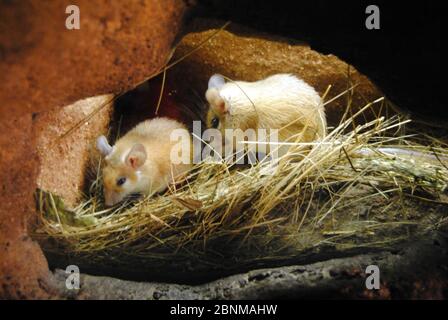 Deux souris dans leur coin rempli de paille. Couleurs de la nature Banque D'Images