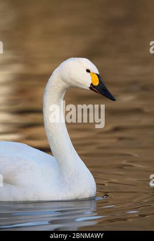 Profil de natation de Bewick (Cygnus columbianus), Slimbridge, Gloucestershire, Royaume-Uni, janvier Banque D'Images