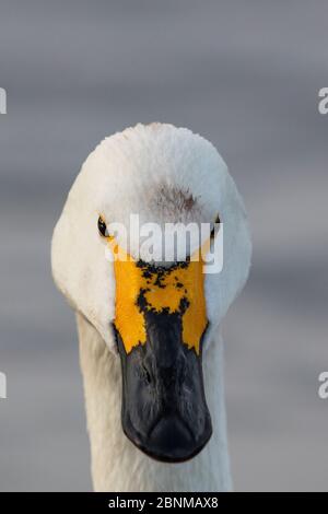 Portrait de tête de cygne de Bewick (Cygnus columbianus), Slimbridge, Gloucestershire, Royaume-Uni janvier Banque D'Images