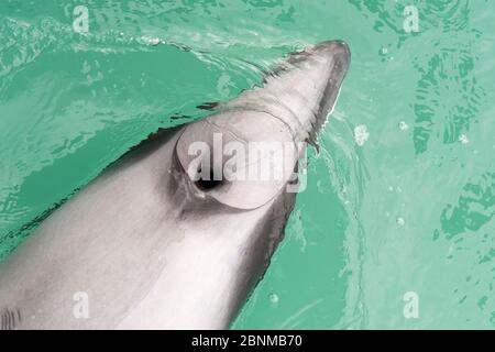 Dauphin d'Hector (Cephalorhynchus hectori) Akaroa, péninsule de Bank, Île du Sud, Nouvelle-Zélande, juin, espèces menacées Banque D'Images