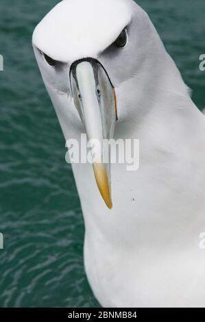 Timide mollymawks (Diomedea cauta) ou Nouvelle-Zélande sous-espèce à capuchon blanc Mollymawk (Diomedea cauta steadi), portrait-tête, île Stewart, Nouvelle-Zélande, Banque D'Images