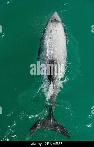 Dauphin d'Hector (Cephalorhynchus hectori) vu directement au-dessus, Akaroa, péninsule de Bank, Île du Sud, Nouvelle-Zélande, novembre, espèces en voie de disparition Banque D'Images