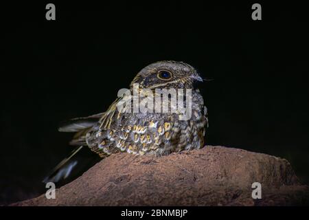 Nightjar (Caprimulgus ruficollis) reposant sur un rocher la nuit. Camouflage Banque D'Images