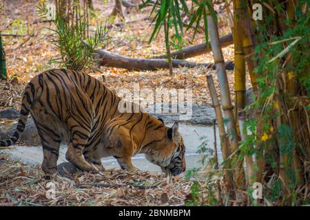 Tigre dans l'habitat naturel. Eau potable de tigre soif mâle. Scène sauvage avec animal de danger. Été chaud au Rajasthan, Inde. Sécher les arbres avec du beau Banque D'Images