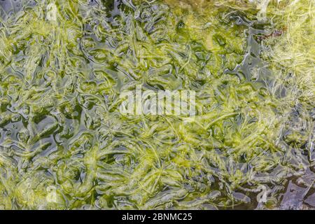 Gutweed (Enteromorpha intestinalis) poussant dans un bassin de roches peu profondes, île d'Ulva, Mull, Écosse, juin. Banque D'Images