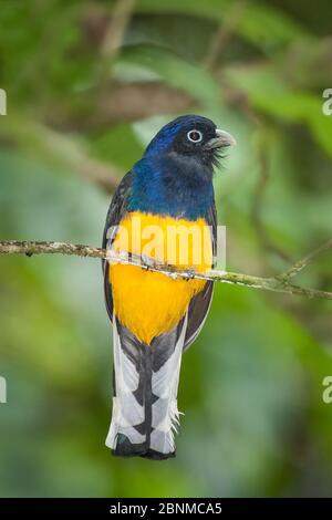 trogon à queue blanche amazonienne (Trogon viridis viridis) mâle adulte assis sur une branche de la forêt tropicale. ASA Wright, Trinité Banque D'Images