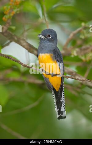 trogon à queue blanche amazonienne (Trogon viridis viridis) femelle adulte assise dans la forêt tropicale, Asa Wright, Trinidad. Banque D'Images