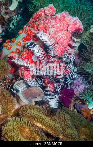 Crinoïde ou étoiles de plumes, espèce inconnue, Cebu, Île Malapascua, Philippines, septembre Banque D'Images