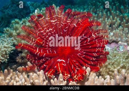 Crinoïde ou étoiles de plumes, espèce inconnue, Cebu, Île Malapascua, Philippines, septembre Banque D'Images