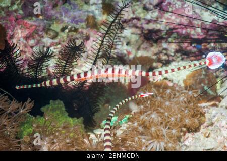 Paire de poissons-pipes bagués (Doryrhamphus dactyliophorus), œufs mâles, Cebu, île de Malapascua, Philippines, septembre Banque D'Images