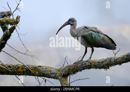 Hadada ibis (Bostrychia hagedash) perché sur la branche, captif au zoo Parc de Beauval, France. Se produit en Afrique subsaharienne. Banque D'Images