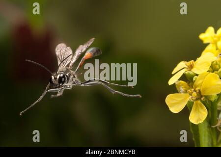 Décollage de guêpes cintré (Ammophila sp.), Comté de Travis, Texas, États-Unis. Conditions contrôlées. Mars Banque D'Images