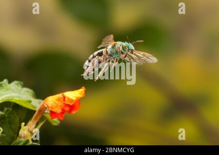 Abeille verte métallique (Agapostemon sp.) femelle dans le comté de Travis, Texas, États-Unis. Conditions contrôlées. Mars Banque D'Images