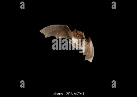 Chauve-souris myotis du sud-est (Myotis austratoriparius) en vol, réserve nationale de Big Thicket, Texas, États-Unis. Conditions contrôlées Mars Banque D'Images