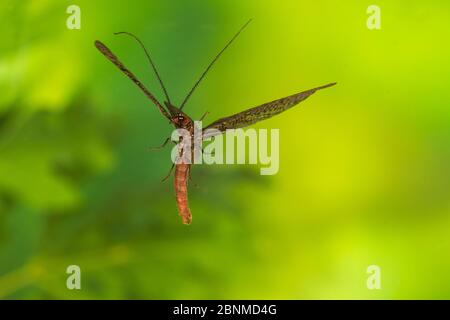 (Neohermes Fishfly concolor) d'hommes battant, comté de Tuscaloosa, Alabama, États-Unis conditions contrôlées. Peut Banque D'Images