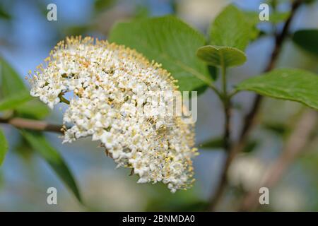 Boule de neige laineux, Viburnum lantana, fleurit en gros plan Banque D'Images