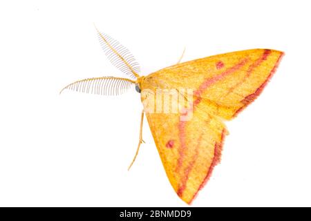 Papillon des mauvaises herbes (Haematopes grataria) sur fond blanc, comté de Tuscaloosa, Alabama, États-Unis octobre Banque D'Images