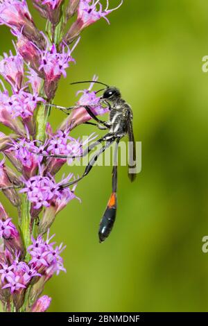 Moraillon à taille filetée (Ammophila sp.) Orange County, Floride, États-Unis septembre Banque D'Images