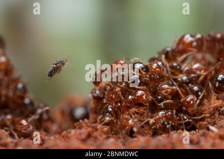 La mouche de Phoride (Pseudacteon tricuspis) femelle attaquant les Ants de feu (Solenopsis invicta). Travis County, Texas, États-Unis. Captif. Mars Banque D'Images