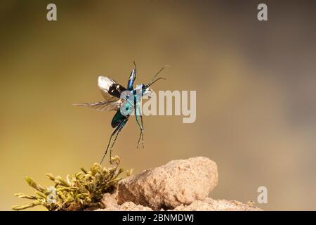 Cicindela sexguttata (Tiger Beetle) image de vol capturée à l'aide d'un flash haute vitesse et d'une caméra à déclenchement laser. Bastrop Comté, Texas, États-Unis. Co. Contrôlée Banque D'Images