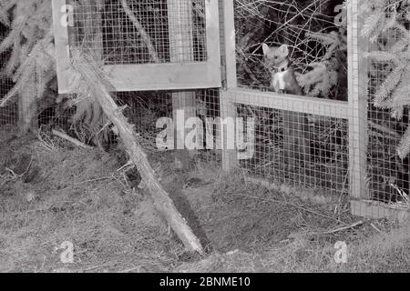 Marte de pin mâle à col radio (Martes martes) se préparant à sortir d'une cage temporaire de libération douce la nuit , pendant le projet de réintroduction par le Banque D'Images