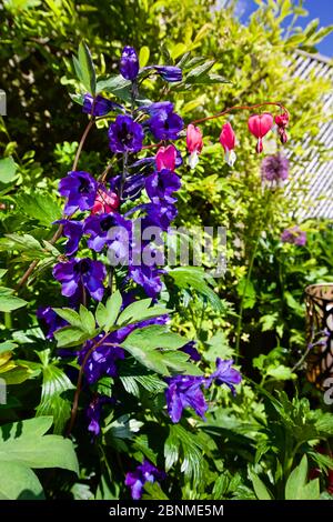 Delphinium - également connu sous le nom d'Alouette Banque D'Images