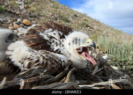 La buse rouilleuse (Buteo regalis) niche avec des poussins. Sublette County, Wyoming, États-Unis. Juin. Banque D'Images