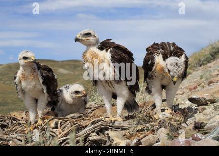 La buse rouilleuse (Buteo regalis) niche avec des poussins. Sublette County, Wyoming. Juin. Banque D'Images