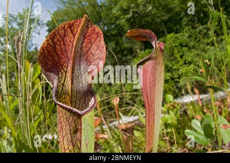 Plantes de pichet de montagne (Sarracenia rubra ssp jonesii) croissant dans un Cataract Bog, Cleveland County, Caroline du Sud, États-Unis. Août. Banque D'Images