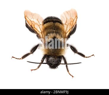 Citronnelle Cuckoo bumblebee (Bombus citrinus) espèces cleptoparasitiques, Dacusville, Caroline du Sud, Etats-Unis. Meetyourneighbors.net projet Banque D'Images