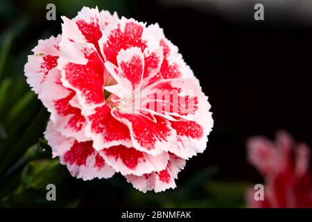Dianthus caryophyllus ‘Oscar’ Banque D'Images