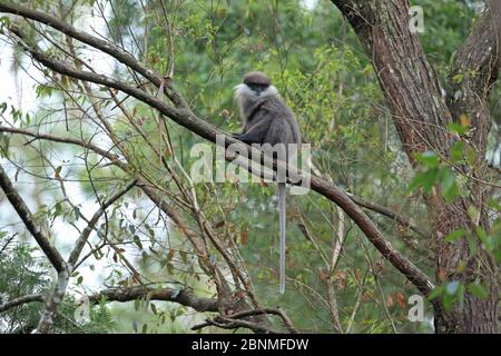 Langur à face violette (Trachypithecus vetulus) dans un arbre, Sri Lanka. Banque D'Images