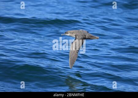 shearwater des Baléares (Puffinus mauretanicus) en vol sur l'eau, Maroc. Banque D'Images