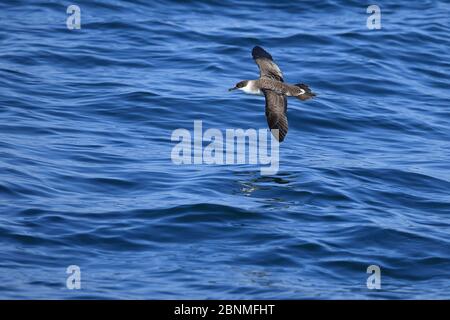 Grand shearwater (Puffinus gravis) en vol au-dessus de l'eau, Maroc. Banque D'Images