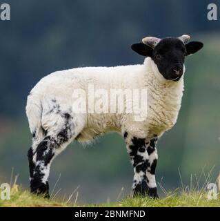 Agneau de mouton Blackface, Mull, Écosse Banque D'Images