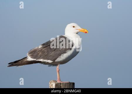 Guette de l'Ouest (Larus occidentalis) adulte, portrait perchée, Piedras Blancas, près de San Simeon, Californie, Etats-Unis juin Banque D'Images