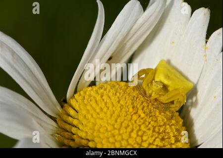 Femelle d'araignée de crabe (Thomisus onustus), Parc naturel régional des Grands Causses, Aveyron, France, mai. Banque D'Images