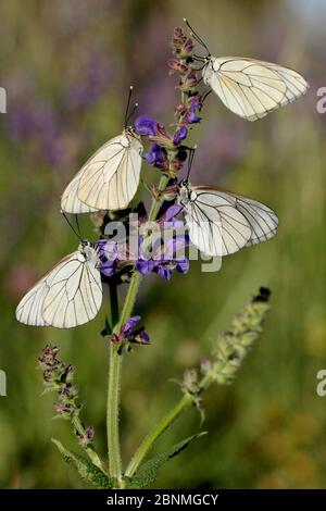 Papillons blancs à veinis noire (Aporia crataegi) sur les fleurs de Sage (Salvia pratensis), Parc naturel régional du Haut-Languedoc, France, mai. Banque D'Images