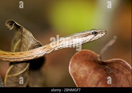 Couleuvre fauve (Mimophis mahfalensis) Parc national d'Ankarafantsika, Madagascar, décembre. Banque D'Images